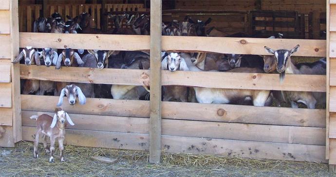 Curious goats.
